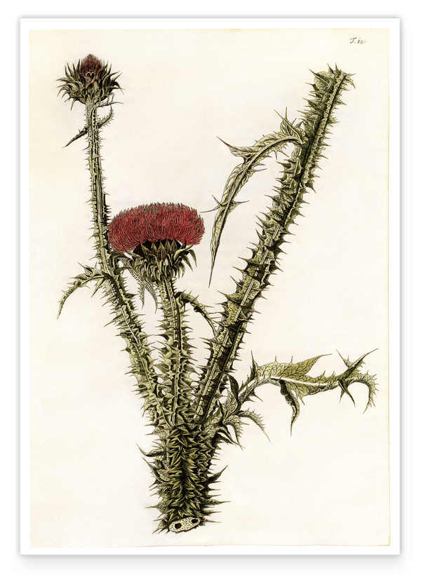 Distel