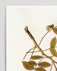 After Hover: Beeren und Blüten am Zweig