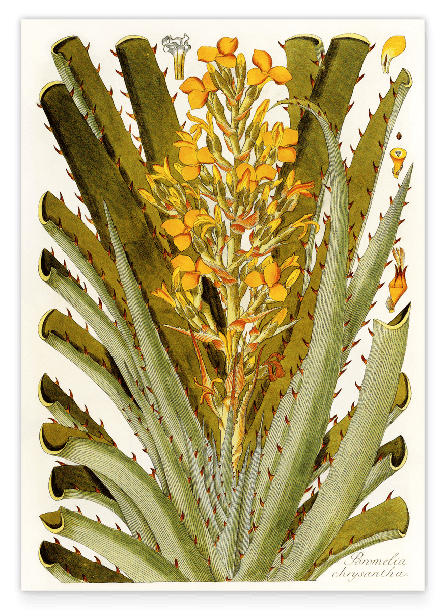 Bromelia Chrysantha - gelbe Blüten