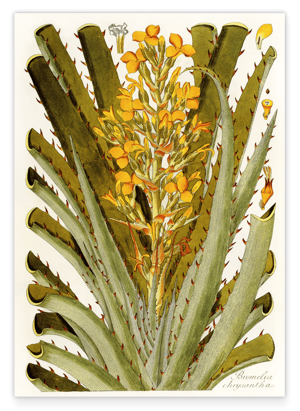 Bromelia Chrysantha - gelbe Blüten