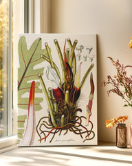 After Hover: Arum Pinnatifidum - Pflanze mit rot-weißen Blüten