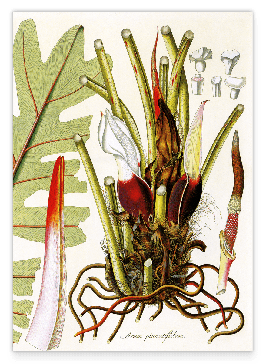 Arum Pinnatifidum - Pflanze mit rot-weißen Blüten