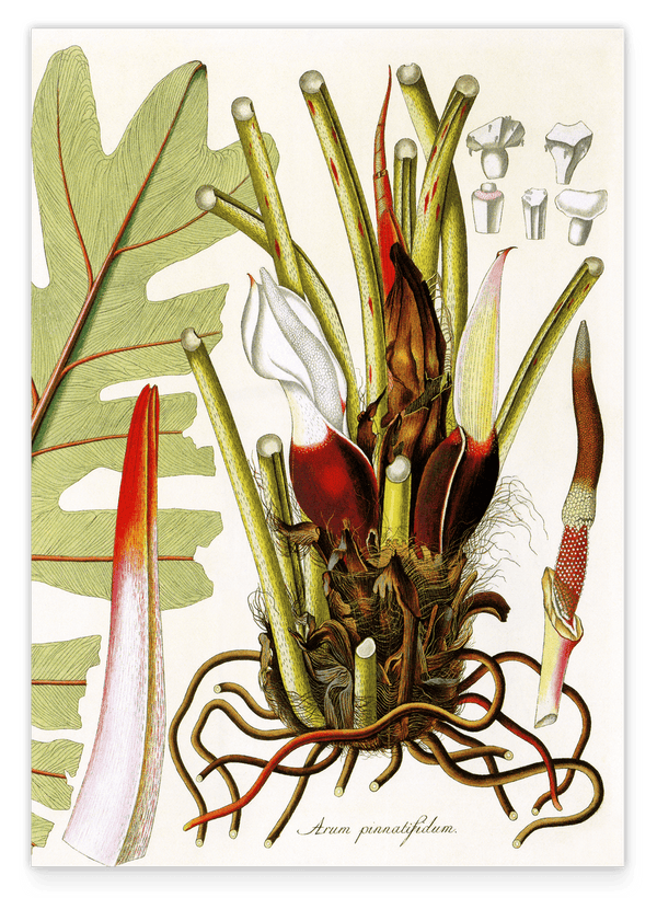 Arum Pinnatifidum - Pflanze mit rot-weißen Blüten