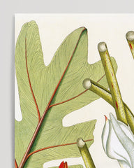 After Hover: Arum Pinnatifidum - Pflanze mit rot-weißen Blüten