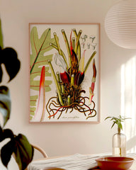 After Hover: Arum Pinnatifidum - Pflanze mit rot-weißen Blüten