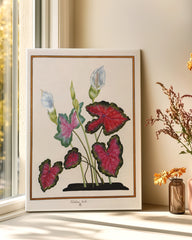 After Hover: Caladium bicolor - Buntwurz mit roten Blättern