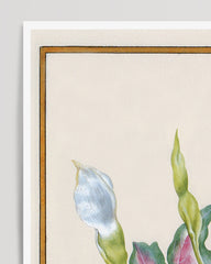 After Hover: Caladium bicolor - Buntwurz mit roten Blättern