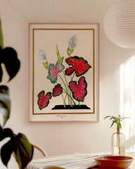 After Hover: Caladium bicolor - Buntwurz mit roten Blättern