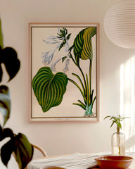 After Hover: Funkia Cordata - Weiße Funkie