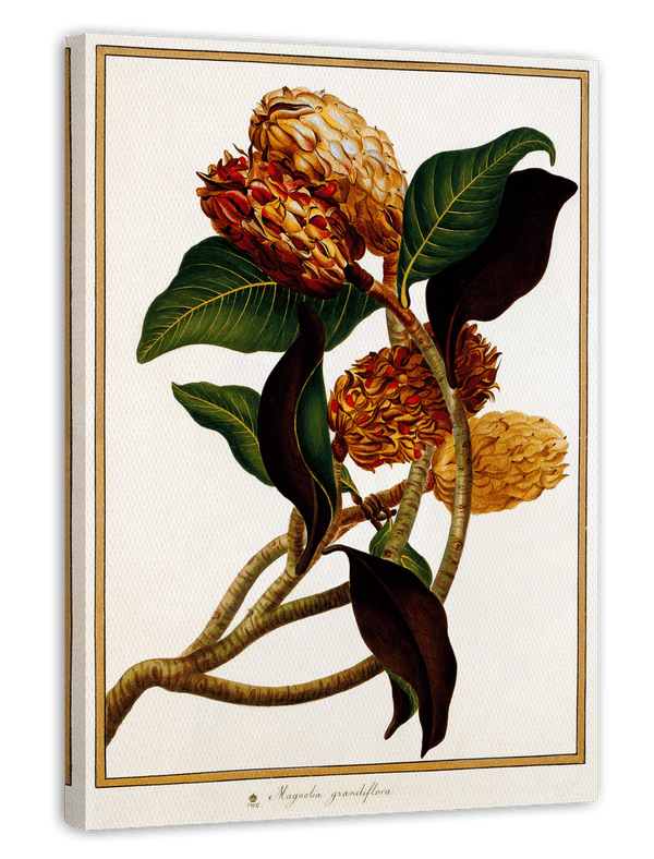 Magnolia Grandiflora - Immergrüne Magnolie