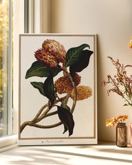 After Hover: Magnolia Grandiflora - Immergrüne Magnolie