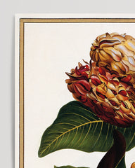 After Hover: Magnolia Grandiflora - Immergrüne Magnolie