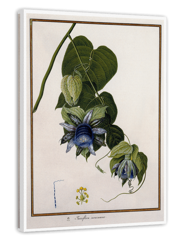 Passiflora Caracasana - Passionsblume