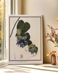 After Hover: Passiflora Caracasana - Passionsblume