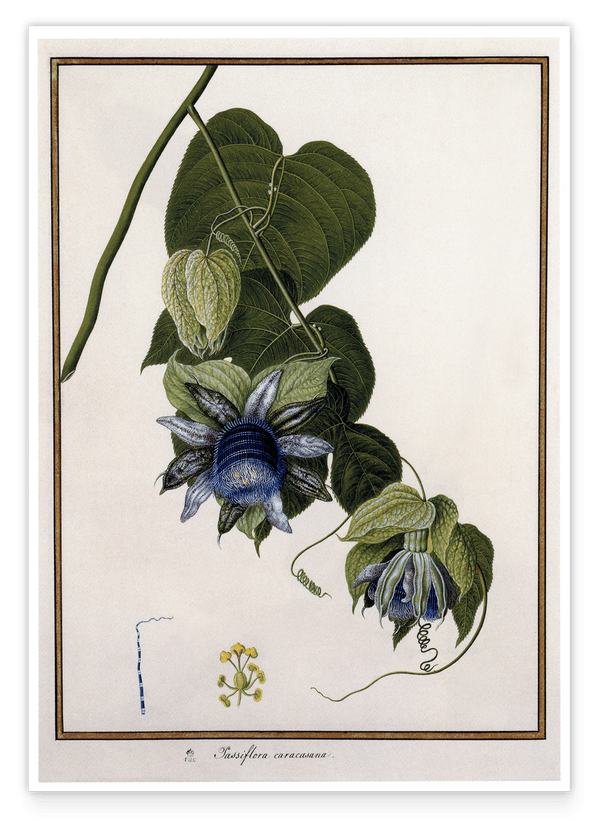 Passiflora Caracasana - Passionsblume