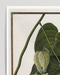 After Hover: Passiflora Caracasana - Passionsblume