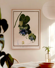 After Hover: Passiflora Caracasana - Passionsblume