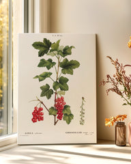 After Hover: Ribes - Johannisbeer-Zweig