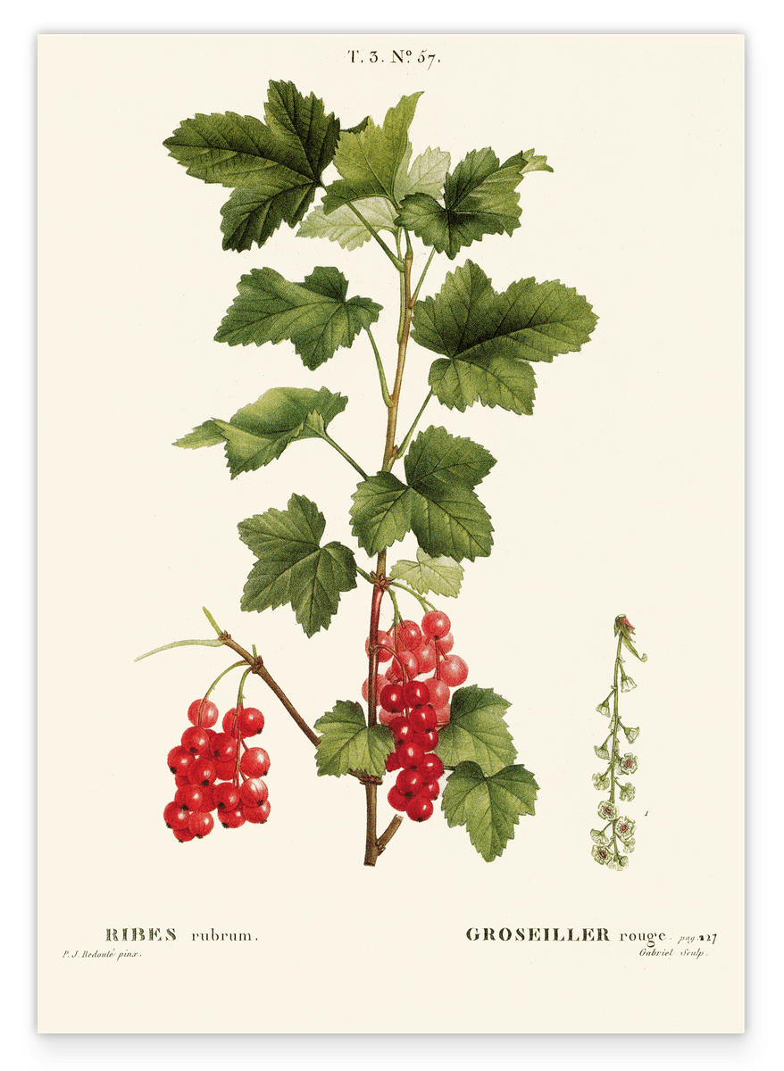 Ribes - Johannisbeer-Zweig