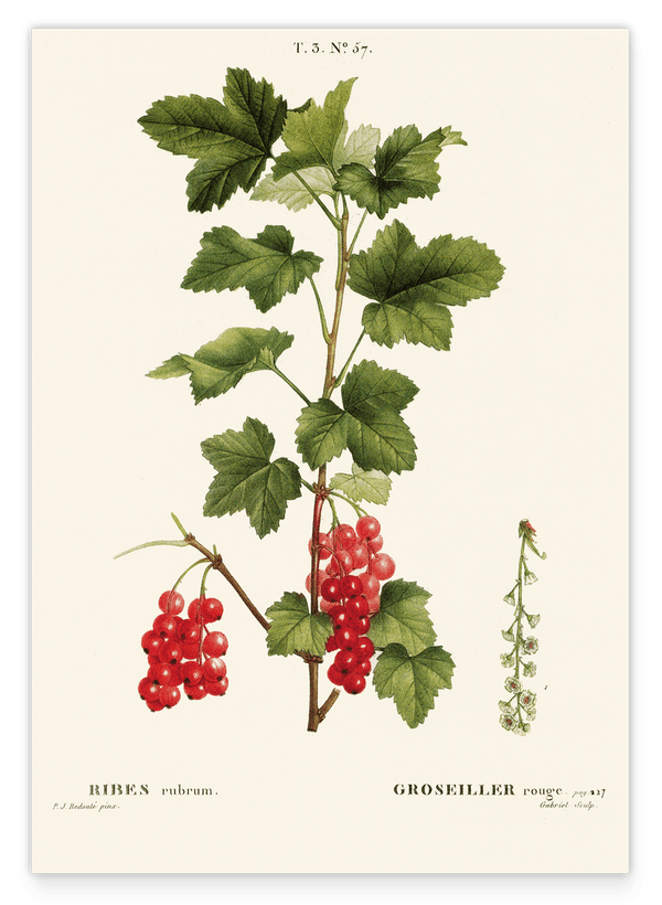 Ribes - Johannisbeer-Zweig
