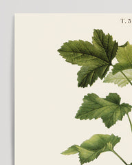 After Hover: Ribes - Johannisbeer-Zweig