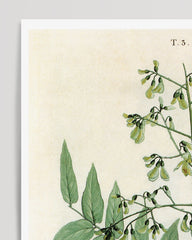 After Hover: Sophora Japonica - Schnurbaum