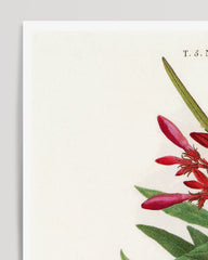 After Hover: Nerium Oleander - Rosenlorbeer