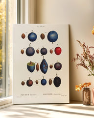 After Hover: Pflaumensorten