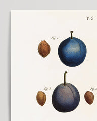 After Hover: Pflaumensorten