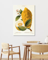 After Hover: Citrus Medica - Zitrone am Zweig