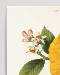 After Hover: Citrus Medica - Zitrone am Zweig