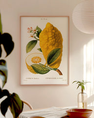 After Hover: Citrus Medica - Zitrone am Zweig