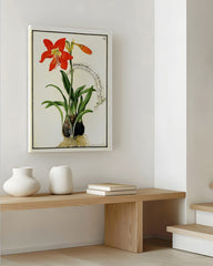 After Hover: Amaryllis - Rote Belladonnalilie