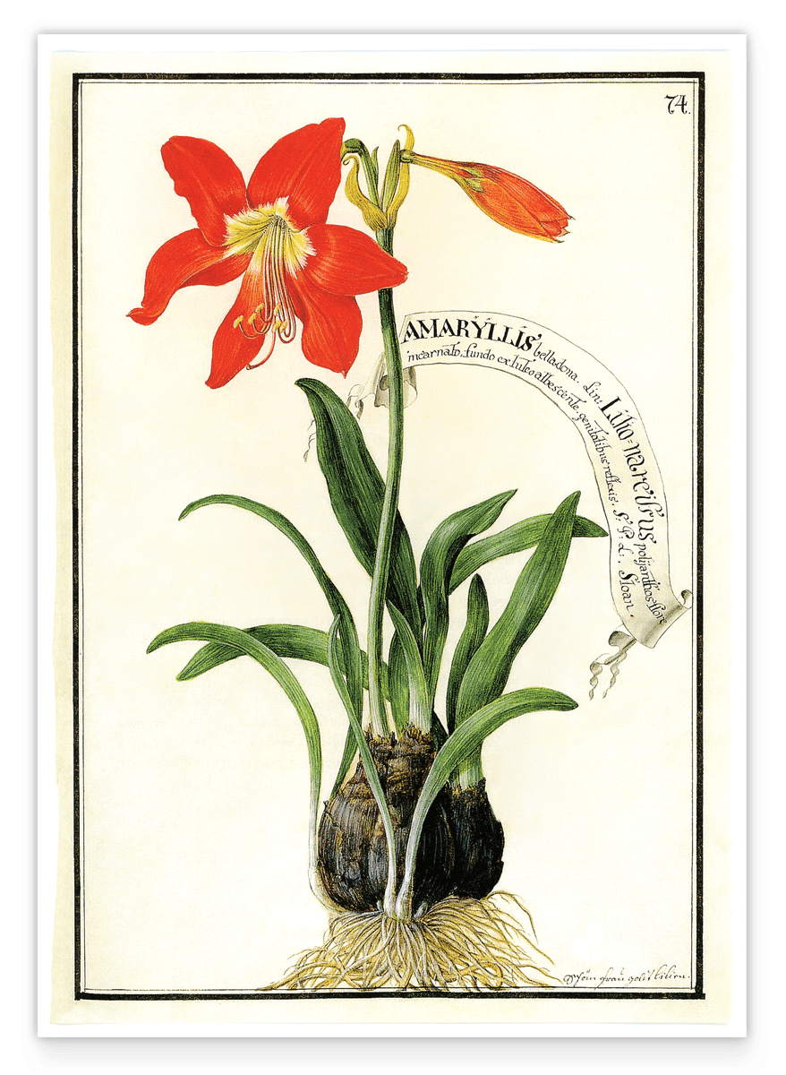 Amaryllis - Rote Belladonnalilie
