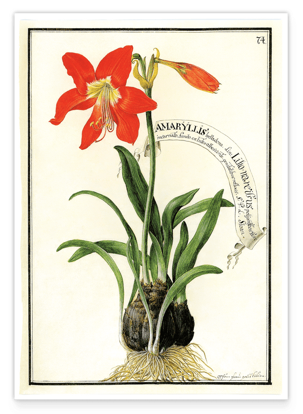 Amaryllis - Rote Belladonnalilie