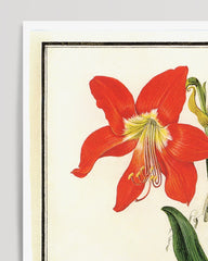 After Hover: Amaryllis - Rote Belladonnalilie