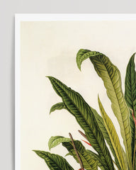 After Hover: Anthurium Jilekii - Tropenpflanze