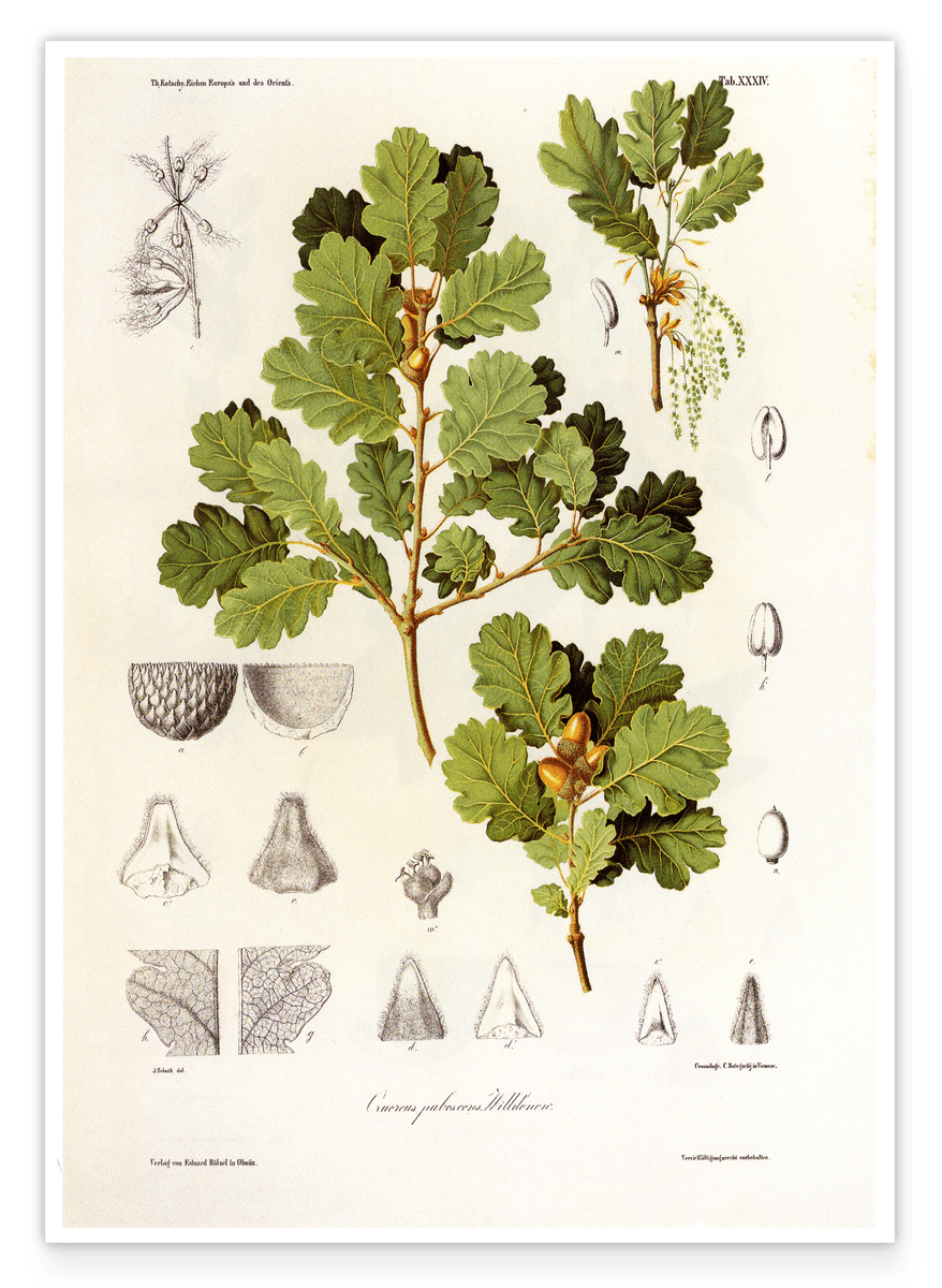 Eichenzweig mit Blättern und Eicheln