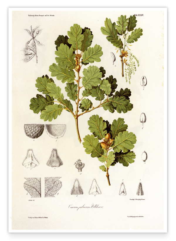 Eichenzweig mit Blättern und Eicheln