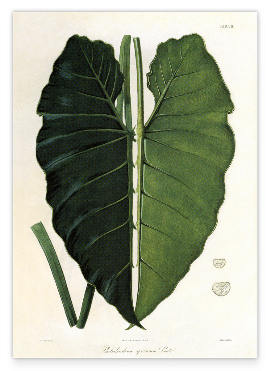 Blatt einer Tropenpflanze