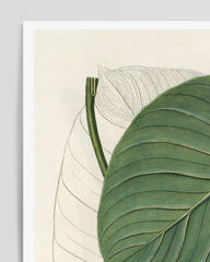 After Hover: Monsterablätter