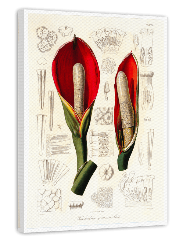 Blüte mit Blütenstil - Eine Analyse