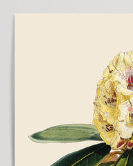 After Hover: Weißer Rhododendron