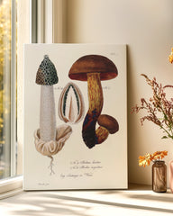 After Hover: Pilzstudie: Netzstieliger Hexen-Röhrling und Gemeine Stinkmorchel