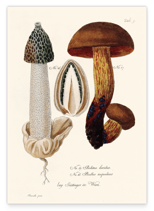 Pilzstudie: Netzstieliger Hexen-Röhrling und Gemeine Stinkmorchel