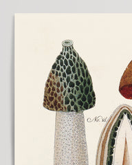 After Hover: Pilzstudie: Netzstieliger Hexen-Röhrling und Gemeine Stinkmorchel