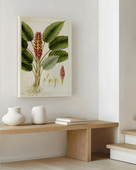 After Hover: Curcuma roscoeana - Kurkuma-Pflanze