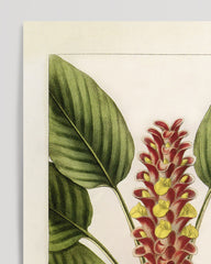 After Hover: Curcuma roscoeana - Kurkuma-Pflanze