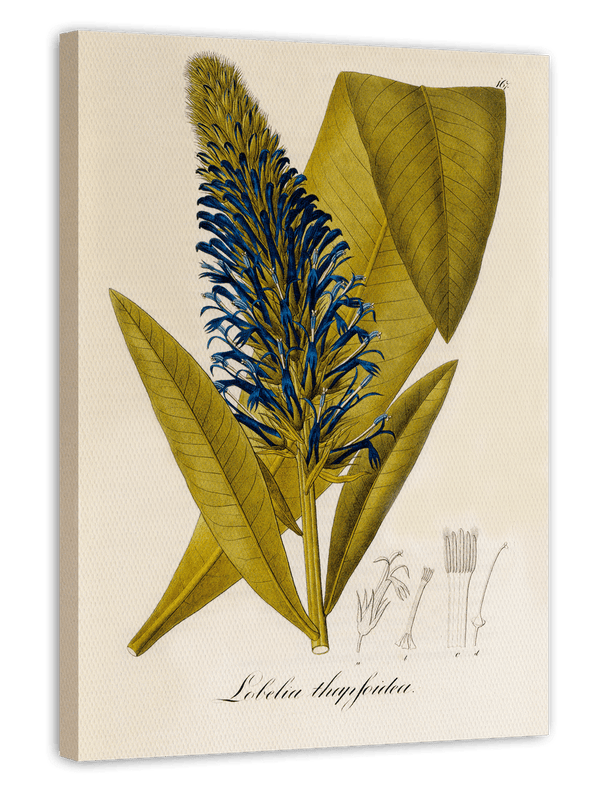 Lobelia thapsoidea - Männertreu