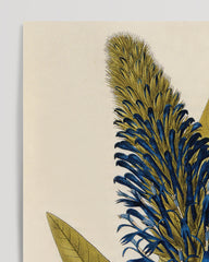 After Hover: Lobelia thapsoidea - Männertreu